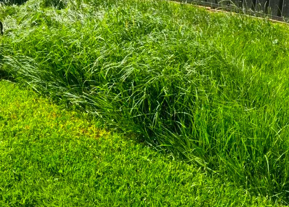 Акумуляторна Косарка BC36/340BL 36В – Ідеальний Вибір для Вашого Саду